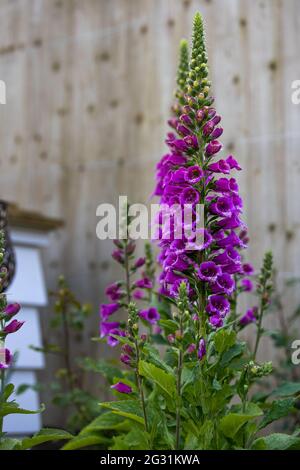 Purpurea digitalis 'violet de dalmate' Banque D'Images