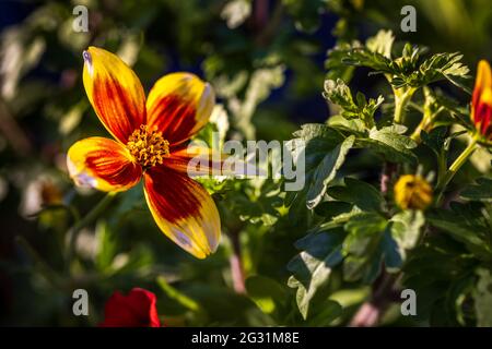 Bidens « Hawaiian Flare Yellow Red Star » Banque D'Images