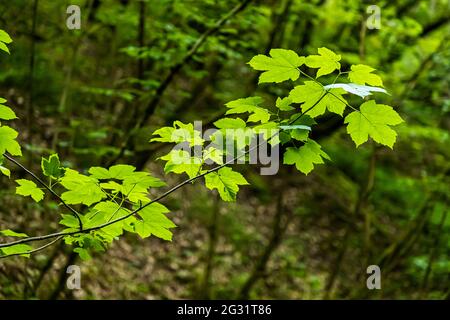 Feuilles d'érable de Norvège (Acer platanoides) au parc Hosingen, Luxembourg Banque D'Images