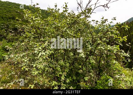 Hawthorn (Crataegus) au Parc Hosingen, Luxembourg Banque D'Images