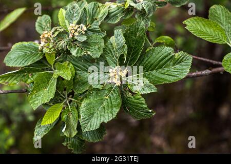 Hawthorn (Crataegus) au Parc Hosingen, Luxembourg Banque D'Images