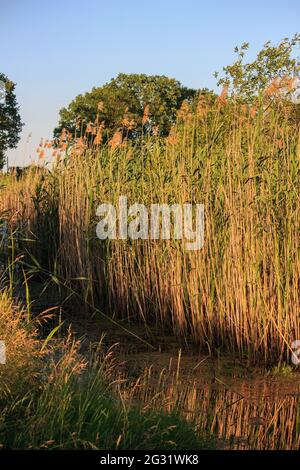 Le lac est surcultivé avec des roseaux Banque D'Images