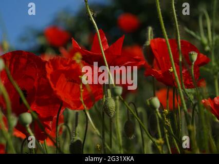 Groupe de coquelicots rouge vif. Papaver rhoeas. Banque D'Images