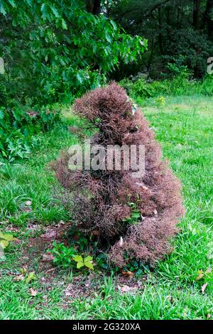 Maladie des plants d'épinette. Épinette séchée dans les montagnes ou la forêt Banque D'Images