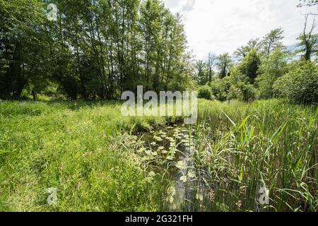 Paysage dans la petite Camargue Alsacienne, c'est une réserve naturelle en Alsace Banque D'Images