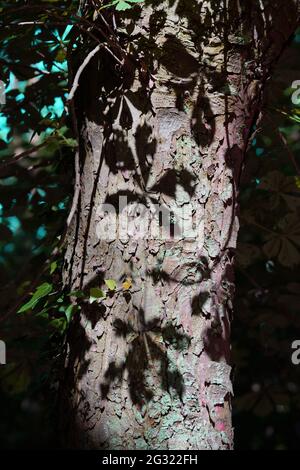Par temps ensoleillé : les ombres des feuilles de châtaignier sur le tronc de l'arbre. Banque D'Images