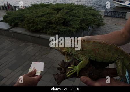 Gros plan d'un iguana vert mâle ou d'un iguana américain avec des épines et un grand sac de cou. Un homme tient une belle iguane verte dans ses mains. Banque D'Images