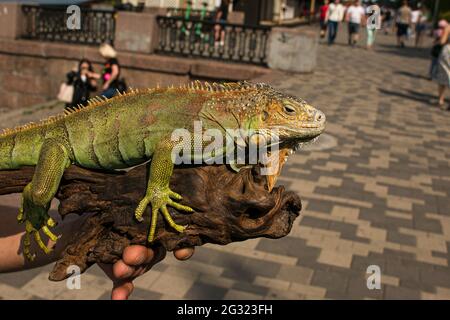 Gros plan d'un iguana vert mâle ou d'un iguana américain avec des épines et un grand sac de cou. Un homme tient une belle iguane verte dans ses mains. Banque D'Images