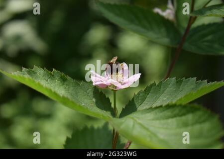 abeille dans une fleur de blackberry Banque D'Images