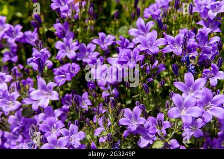 Campanula portenschlagiana Bellflower Banque D'Images