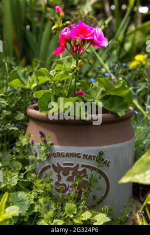 Pot de fleurs de jardin avec de beaux Pelargoniums roses également connu sous le nom de géranium ou de storksbites Banque D'Images