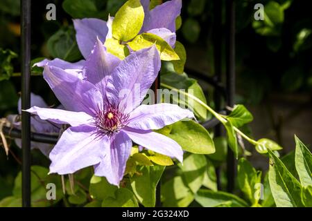 Clematis Bernadine Banque D'Images