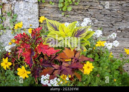 Merveilleuse famille de menthe avec des couleurs différentes dans un espace de loisirs local à Verbania, Italie Banque D'Images