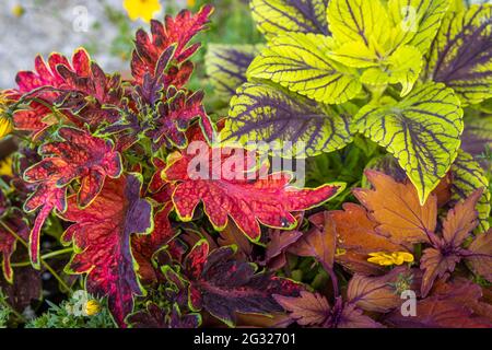 Merveilleuse famille de menthe avec des couleurs différentes dans un espace de loisirs local à Verbania, Italie Banque D'Images