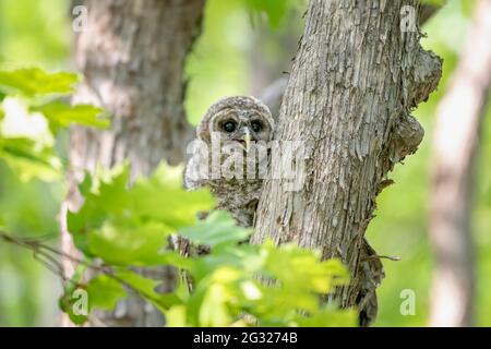 Jeune hibou barré se mélangeant avec des arbres dans la forêt Banque D'Images