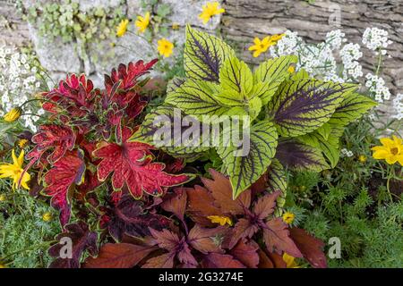 Merveilleuse famille de menthe avec des couleurs différentes dans un espace de loisirs local à Verbania, Italie Banque D'Images