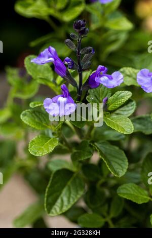 Salvia ‘o Cool Pale Blue’ Banque D'Images