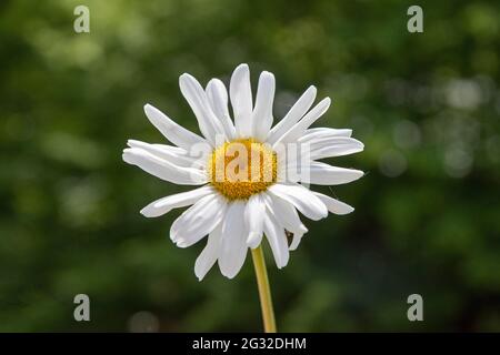 Daisy, (Leucanthemum vulgare), Allemagne Banque D'Images