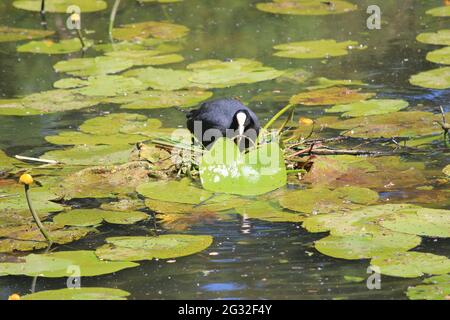 Coot dans le jardin botanique d'Utrecht Banque D'Images