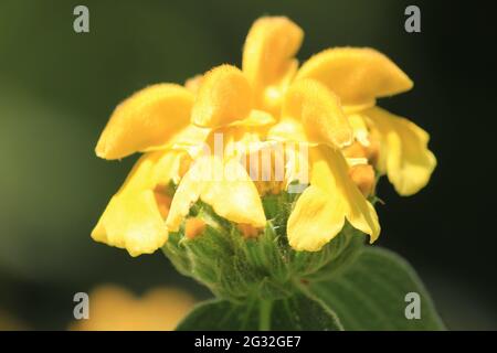 Phlomis fruticosa Banque D'Images