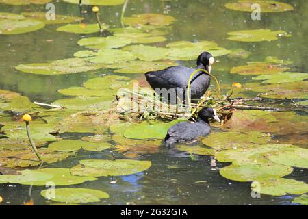 Coot dans le jardin botanique d'Utrecht Banque D'Images