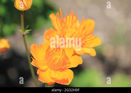 Globeflower chinois Banque D'Images