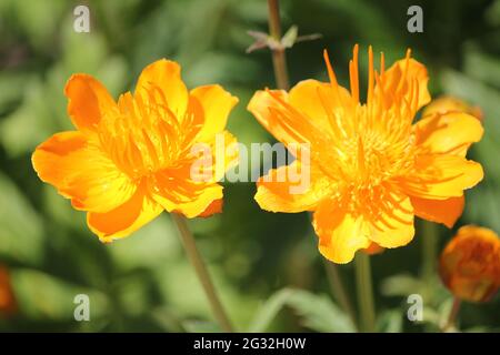 Globeflower chinois Banque D'Images