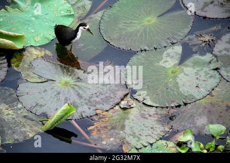 Un oiseau qui marche au-dessus des feuilles flottantes de lotus Banque D'Images