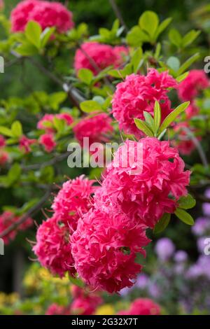 Leonardslee Lakes and Gardens, Sussex, Angleterre Banque D'Images