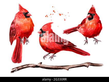 Red Birds Cardinal et ensemble de branches. Illustration aquarelle dessinée à la main, isolée sur fond blanc Banque D'Images