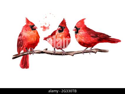 Red Birds Cardinal sur la branche. Illustration aquarelle dessinée à la main, isolée sur fond blanc Banque D'Images