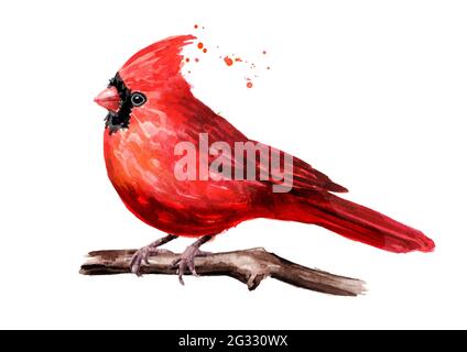 Oiseau rouge Cardinal sur la branche, Aquarelle dessin à la main illustration isolée sur fond blanc Banque D'Images