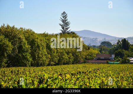 Vignoble de Pinotage et plantation de vins à Stellenbosch, Cap, afrique du Sud Banque D'Images