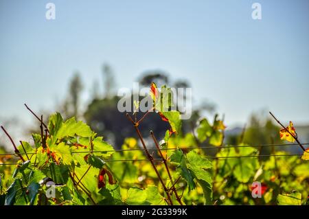 Vignoble de Pinotage et plantation de vins à Stellenbosch, Cap, afrique du Sud Banque D'Images