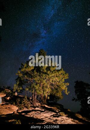 PARC NATIONAL DE ZION, UTAH - VERS AOÛT 2020 : arbre sous la voie lactée dans le parc national de Zion, Utah. Banque D'Images