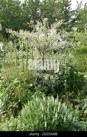 Cornus alternifolia argentea Banque D'Images