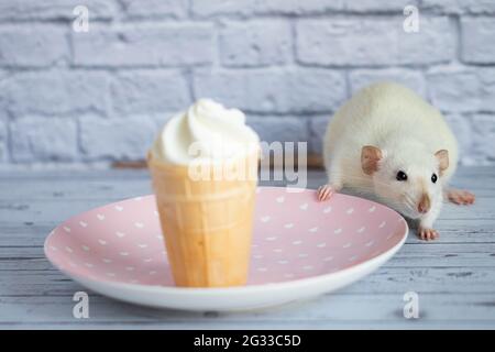 Un joli rat blanc est assis à côté d'une tasse à gaufres avec de la crème glacée blanche. Le rongeur prend le dessert. Banque D'Images