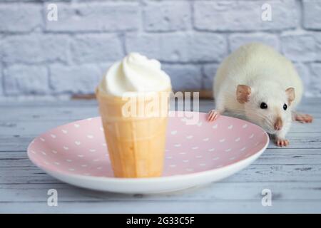 Un joli rat blanc est assis à côté d'une tasse à gaufres avec de la crème glacée blanche. Le rongeur prend le dessert. Banque D'Images