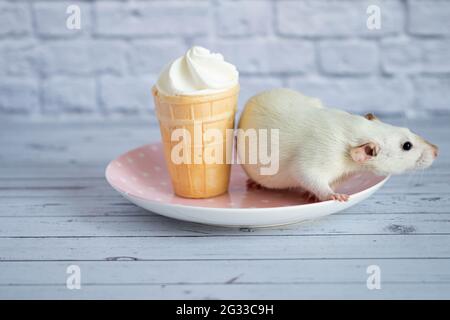 Un joli rat blanc est assis à côté d'une tasse à gaufres avec de la crème glacée blanche. Le rongeur prend le dessert. Banque D'Images
