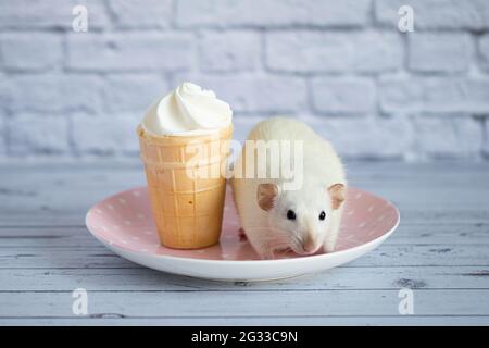 Un joli rat blanc est assis à côté d'une tasse à gaufres avec de la crème glacée blanche. Le rongeur prend le dessert. Banque D'Images