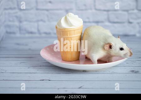 Un joli rat blanc est assis à côté d'une tasse à gaufres avec de la crème glacée blanche. Le rongeur prend le dessert. Banque D'Images