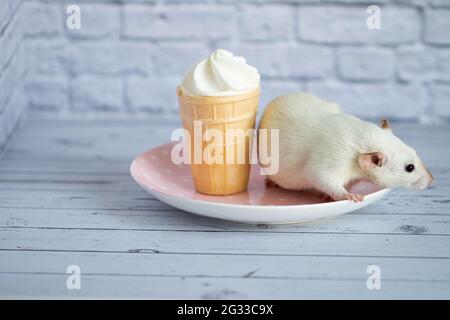 Un joli rat blanc est assis à côté d'une tasse à gaufres avec de la crème glacée blanche. Le rongeur prend le dessert. Banque D'Images