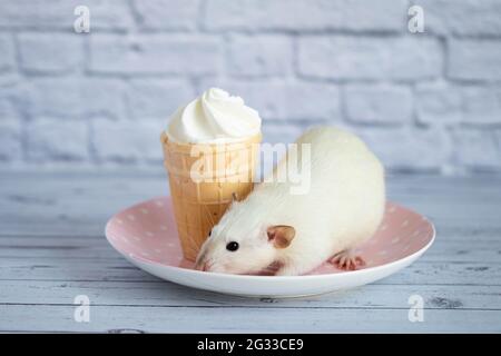 Un joli rat blanc est assis à côté d'une tasse à gaufres avec de la crème glacée blanche. Le rongeur prend le dessert. Banque D'Images
