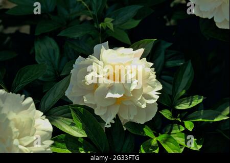 Magnifique pivoine blanche (Paeonia officinalis) dans un jardin Glebe à Ottawa, Ontario, Canada. Banque D'Images