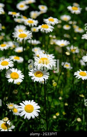 Le champ de la Marguerite a l'air assez beau au soleil d'été. Une de mes fleurs préférées. Très sous-évalué. Banque D'Images