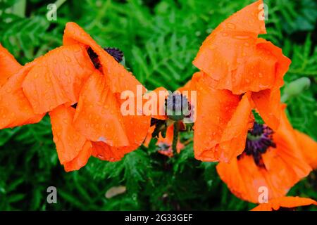 Magnifique coquelicot orange oriental (Papaver orientale) sous la pluie l'été à Ottawa, Ontario, Canada. Banque D'Images