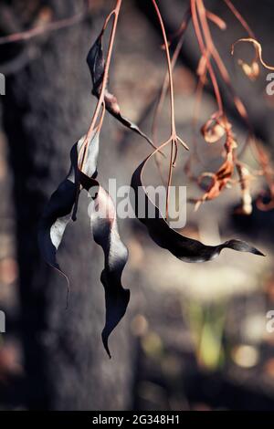 Feuilles de gomme brûlées, brûlées, noircies et tordues dans les bois de Sydney suite à un feu de brousse en Nouvelle-Galles du Sud, en Australie Banque D'Images