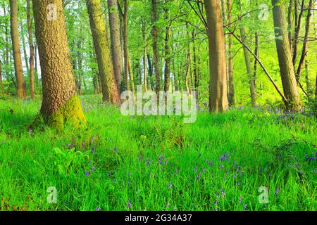 Belle forêt avec un tapis de Bluebells près de Durham, comté de Durham, Angleterre, Royaume-Uni. Banque D'Images