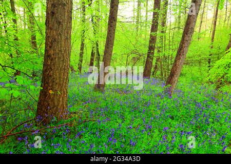 Belle forêt avec un tapis de Bluebells près de Durham, comté de Durham, Angleterre, Royaume-Uni. Banque D'Images