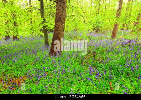 Belle forêt avec un tapis de Bluebells près de Durham, comté de Durham, Angleterre, Royaume-Uni. Banque D'Images